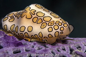 The eye of a Flamingo Tongue by Abimael Márquez 